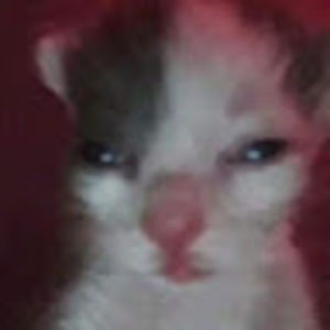 Meet your Posher, Lily